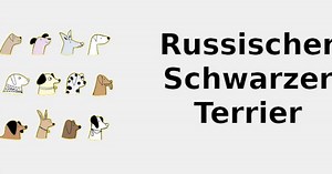 Russischer Schwarzer Terrier 🐶 2022