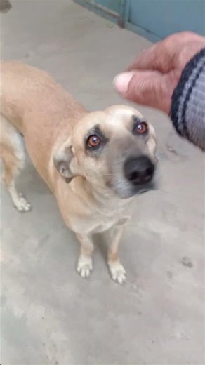 Kalu bahut achcha hai yah sab Ko Pyar do #bollywood song#viral