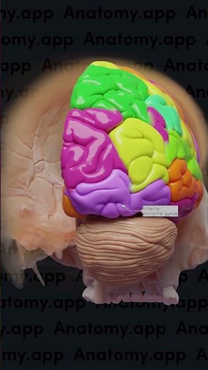 Cerebral gyri