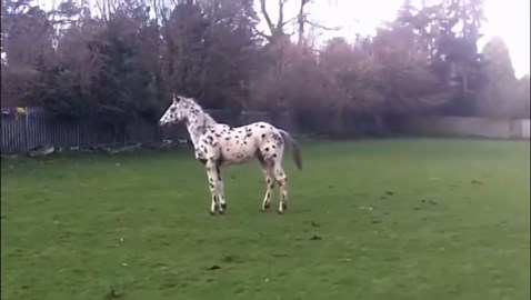 Carefree horse's post-rain run interrupted by a comical fall