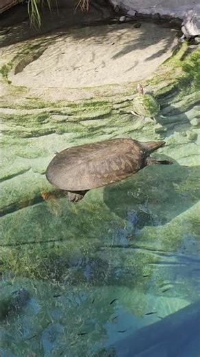 Monstrous Narrow-headed Softshell Turtle at San Diego Zoo