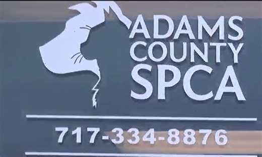 Adams County SPCA provides update on neglected chihuahuas