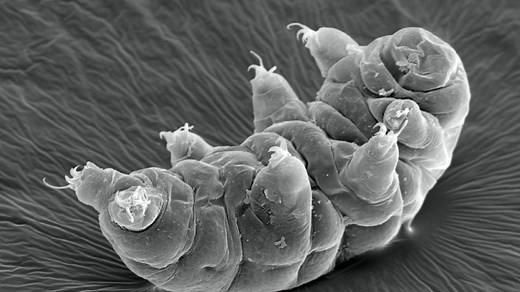Studies reveal new clues to how tardigrades can survive intense radiation