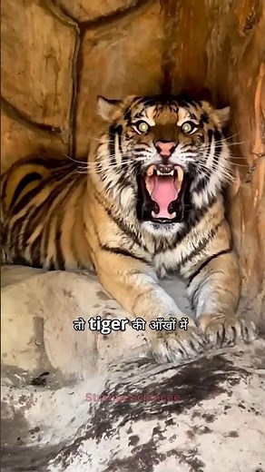 How to survive Tiger attack? #facts #shorts #tiger