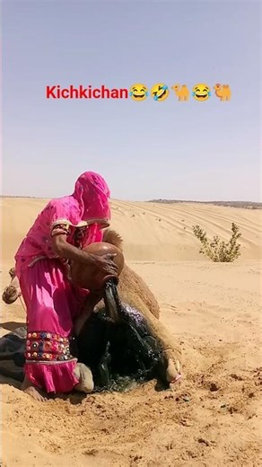 🤣🤣funny camels#short #trending #viral #animals #beautycamels #funnymoment