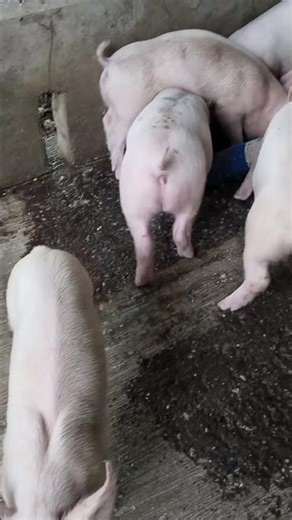 Cutest Mini Pig You’ll Ever See! #MiniPig #TinyPig #ViralPet