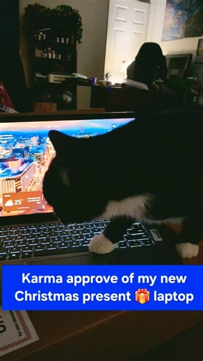 Karma Cat Reviews My New Laptop… and Steals the Box 😹💻🤣📦