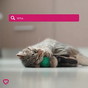When it comes to your cat or kitten's health and wellbeing,...