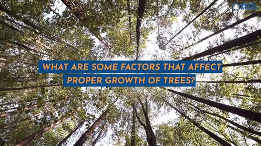 What are Some Factors That Affect Proper Growth of Trees