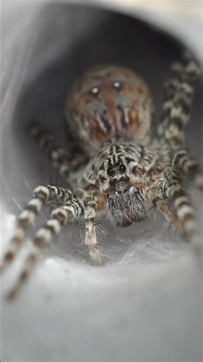 5 Fascinating Facts About Spiders You Never Knew! 🕷️ | Did You Fact?