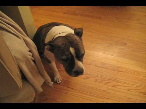 Bad Dog - Christmas Tree Disaster