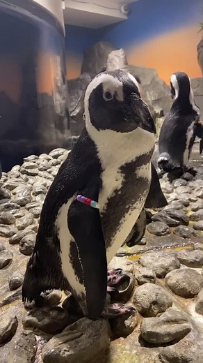 Georgia Aquarium on TikTok