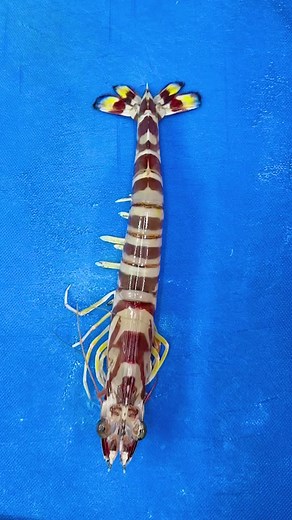 Detailed Shrimp Dissection Tutorial: Anatomy Explained