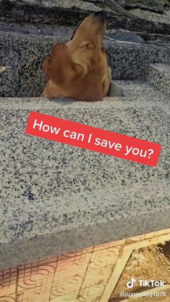 How to rescue a dog whose head is stuck in a railing#dogsoftiktok #RoomTour #BakingSzn #doglove #savedog ￼