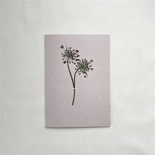 Real Pressed Ornamental Carrot Flower Card - Etsy