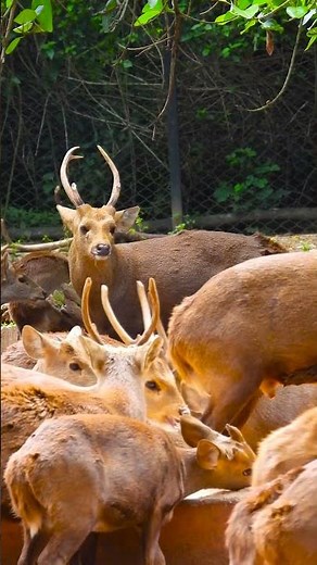 The Evolution of Deer: From Prehistoric Times to Today