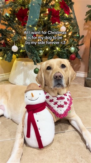 cherishing every minute and moment together ❤️🫶🐾🥹 #dogsoftiktok #labradorretriever #dogmom #christmas #souldog
