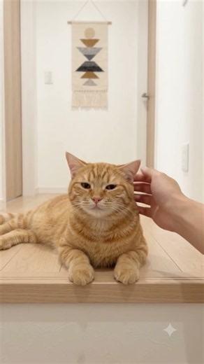 ​#猫のいる暮らし #バーチャル猫 #癒し動画 #茶トラ #猫好きさんと繋がりたい #もふもふ #猫のゴロゴロ音 #おうち時間 #北欧インテリア #ペット動画 #猫動画 #可愛い猫