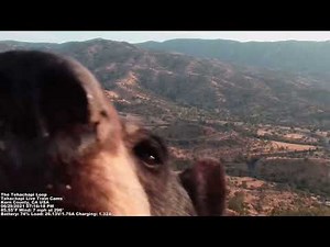 Bear Photo Bomb! The Tehachapi Loop Train Cam