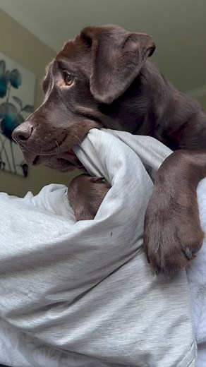 BEAUTIFUL LABRADOR | Oregon UN Labrador PER AMICO