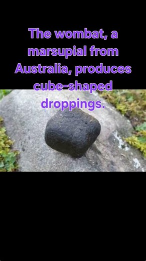 nature said while marking our territory lets release cubes #didyouknow #learnonyoutube #factiverse