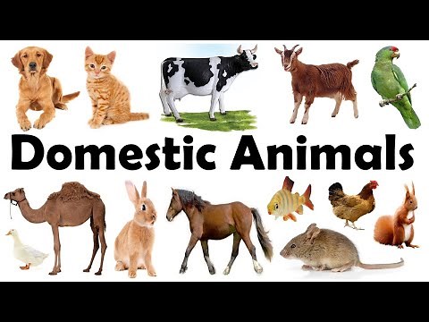 Domestic Animals Name | Pet Animals | Domestic Animals Name in Hindi to English