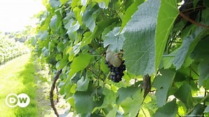 British wine in big demand