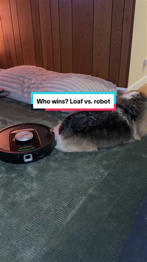 Corgi Zoomies: Who Wins, Loaf or Robot?