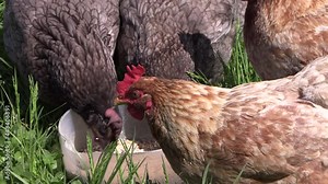 Red and gray hens eating grain in a bowl in the garden. Stock Footage 4k UHD 50 FPS