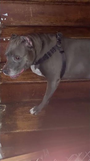 Putting g my dog on timeout cuz she was bad