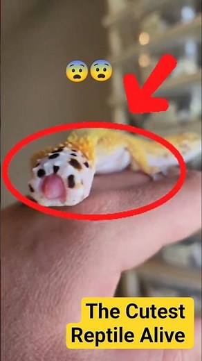 The Cutest Lizard Ever?! 🦎 #LeopardGecko #ReptileFacts #animalshorts #petlovers #cutepets