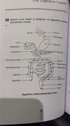 Digestive System Diagram || #digestivesystem #pharmacy #biology #HRpharmacyclasses