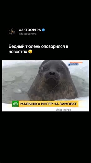 ФАКТОСФЕРА on Instagram: "Это произошло, когда она находилась в вольере реабилитационного центра — не переживайте, с ней всё было в порядке. Балтийская кольчатая нерпа по имени Ингер позже была выпущена в дикую природу, и её трекер показывал, что она прекрасно себя чувствовала в течение восьми месяцев после выпуска (скорее всего, устройство отпало после следующей линьки). Удивительно, но Ингер смогла полностью восстановиться после серьёзной травмы морды."