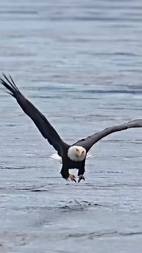 Eagle Attacking Fish (🦅 vs 🐠) - Follow 👆 👆 👆 Watch this incredible Instagram reel showcasing the sheer power and precision of an eagle 🦅 as #foryoupage #videos #fyp #animalworld #wildlife #videoviral #Amazing | Animal Life