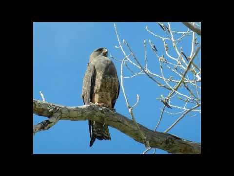 Hawk Roosting by Ted Hughes GCSE Poetry Analysis Tutorial