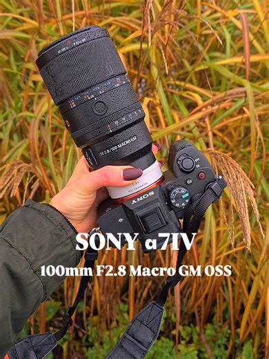 My macro photography setup and the photos I take with it ✨ 📷 Sony a7 IV & Sony FE 100mm F2.8 Macro GM OSS #macrophotography #naturephotography #SonyAlpha #MadeWithLightroom #MadeWithPhotoshop ⁠