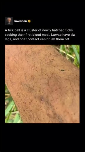 Invention on Instagram: "Newly hatched ticks often remain clustered together on vegetation or the ground, forming what is commonly called a tick ball. This behavior increases their chances of encountering a host as they wait for something to brush past them. The cluster can look like a moving speck or dark mass, which is easy to miss until contact is made. At this early larval stage, ticks have six legs instead of the eight seen in later life stages. A blood meal is required for them to develop 