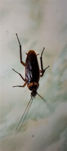 cockroach 🪳 #youtubeshorts #insects #youtubeshorts #viralshorts