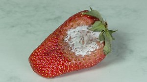 The Formation Of Mold, Mould, Perishable. Free Stock Video