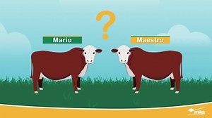 You can’t tell which bull will produce better progeny just by looking at them – that’s what Estimated Breeding Values are for! Learn how EBVs can help you select the right bull:https://genetics.mla.com.au/temperate/ | Meat & Livestock Australia