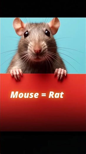 Mouse🐀 And Rat 🐭 Are Not Same 😱