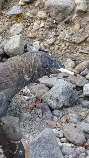 Komodo Dragon Eating Living Wild Goat #wildlife #animals #komododragon