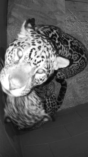 Say ALLO to our Jaguars’ bedtime routine! 💤 Our jaguars Kumal and Kedera make their bedtime clean routine a joint effort. Allogrooming is a behaviour where animals clean one another, making sure they are purrrfectly spotless! 🧽 It also provides stress reduction, strengthens relationships, and conveys affection, ideal for a perfect nights’ sleep! 😴 Allogrooming can also help in resolving conflicts, ideal for never going to bed on a cat fight! 🐆 | Hertfordshire Zoo