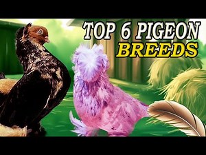 6 Stunning Fancy Pigeons You Won't Believe Exist!