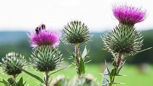 Watch Silymarin in Milk Thistle is a Powerhouse for the Liver on Amazon Live