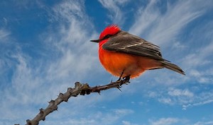 15 Red Birds of North America (with Photos)
