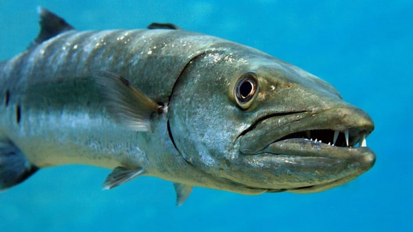 Unbelievable! Barracuda Kills and Hunts Pelicans, Lionfish, and Even Humans! Watch Now