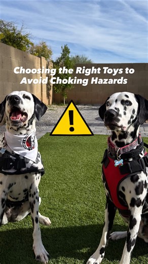Not all dogs or dog toys are created equal, so keep this in mind!!! ⚠️ Small balls = BIG choking risk • Can slip too far back in the mouth • Easily get lodged in the throat • Higher risk for airway blockage, especially for medium & large dogs ✅ Bigger balls = safer play • Should be larger than your dog’s mouth • Harder to swallow accidentally • Easier to grab, carry, and drop safely 🐾 Safety tip: A ball should be large enough that your dog can’t fit it fully in their mouth. When in doubt, size 