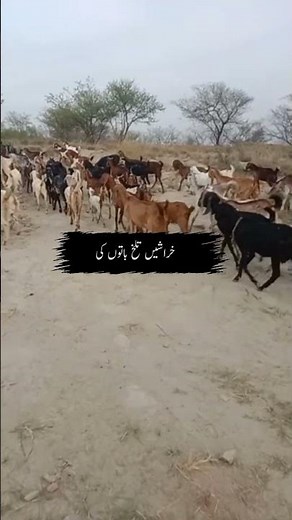 "Goat Farming: A Complete Guide to Profitable and Sustainable Practices"