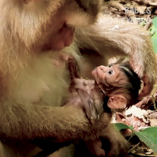 Rainbow baby monkey got pa!n her big bl!ster, It's break and flow​ something out, Rose monkey mom help clean. | 𝑩𝒂𝒃𝒊𝒆𝒔 𝑴𝒐𝒏𝒌𝒆𝒚𝑵𝒂𝑲𝒐